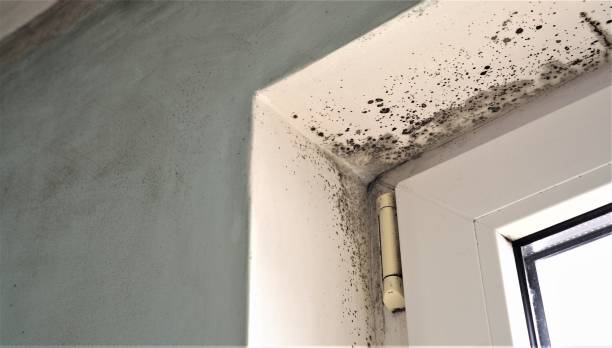 Best Black Mold Removal  in Bellemont, AZ