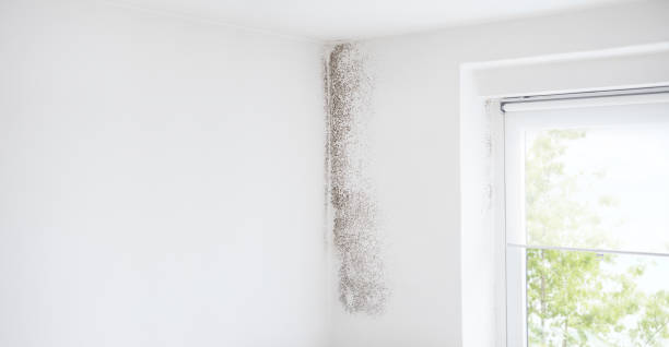 Best Biohazard Mold Removal  in Bellemont, AZ